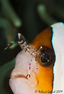 Anemonefish & Cmmensal shrimp-Lembeh by Richard Goluch 